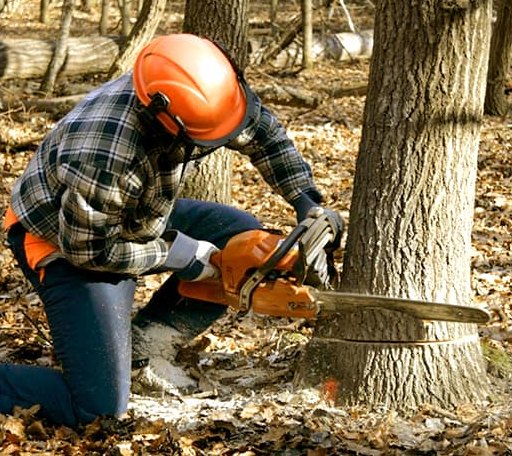 Tree Removal in Deer, AR